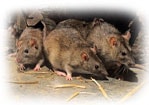 Дератизация помещения озоном. 8 (926) 229-02-02, уничтожить (травить) крыс, мышей в подвале, магазине.